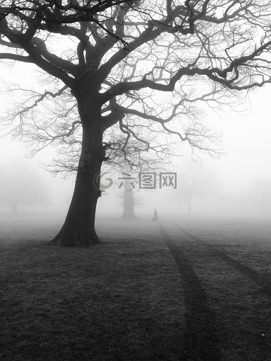树,薄雾,雾