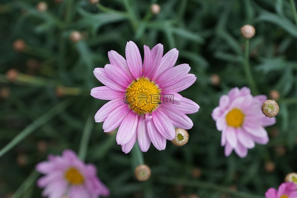 瑪格麗特,花,紫