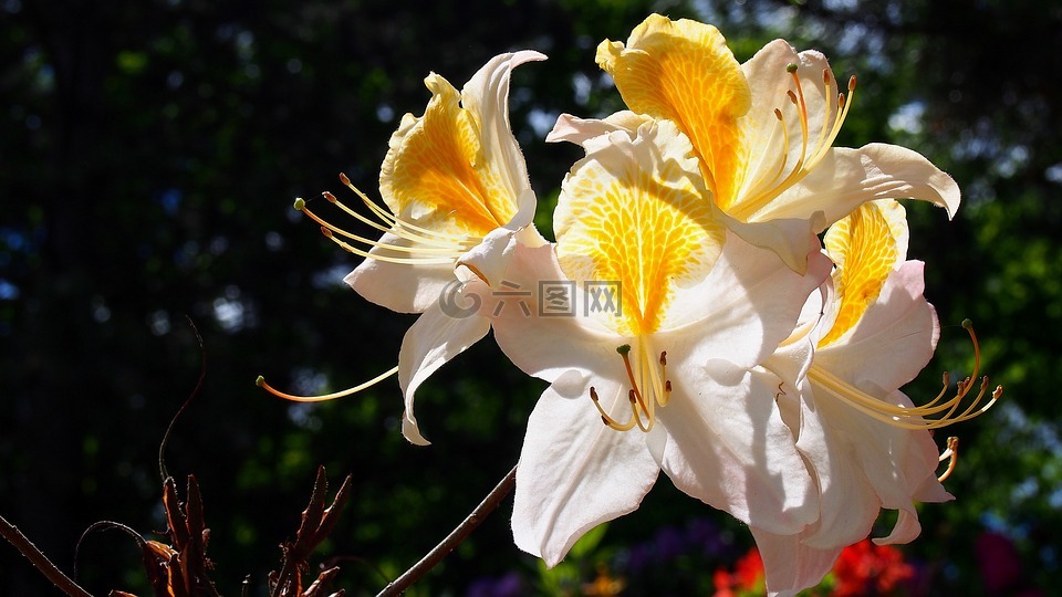 杜鵑花,綻放,花