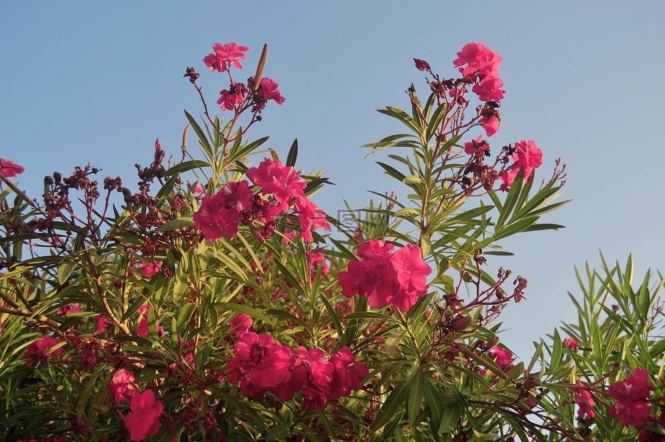 夾竹桃,杜鵑花,粉紅色的花朵