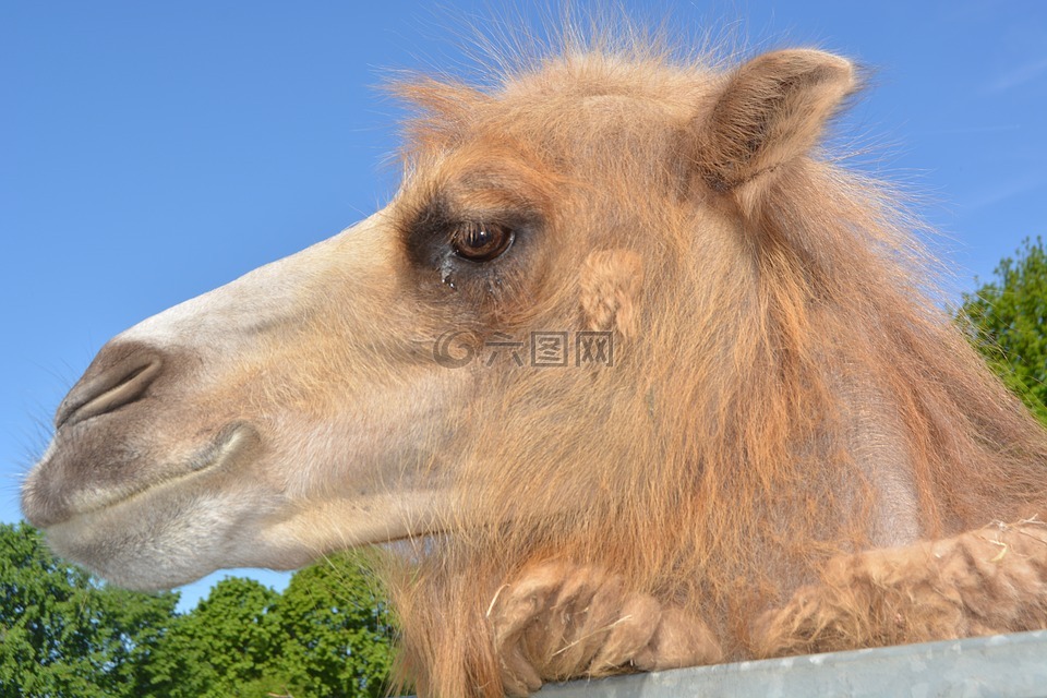 dromeda,駱駝,動物園