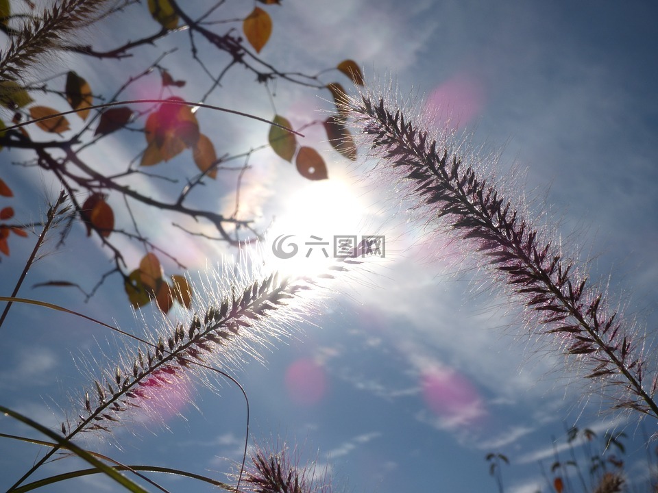 秋,秋天,草