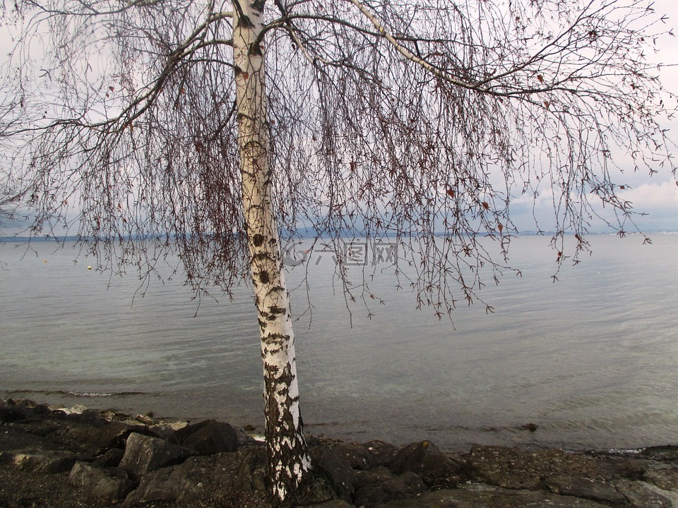 樹,樺木,romanshorn