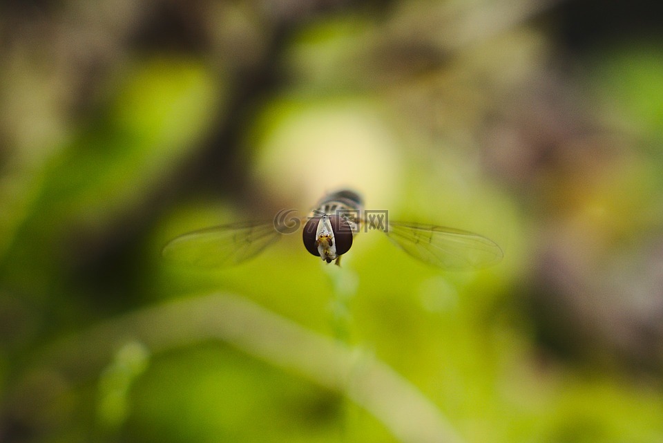 hoverfly,飛,特寫