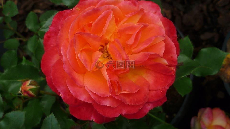 玫瑰,花,橘紅色