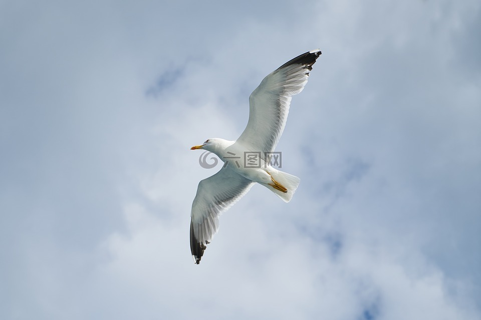 海鷗,鳥,動物