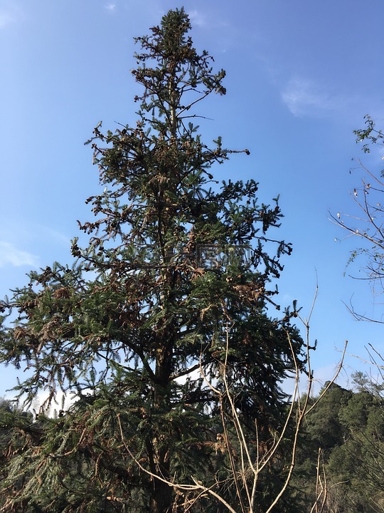 杉树,晴空万里,秋高气爽