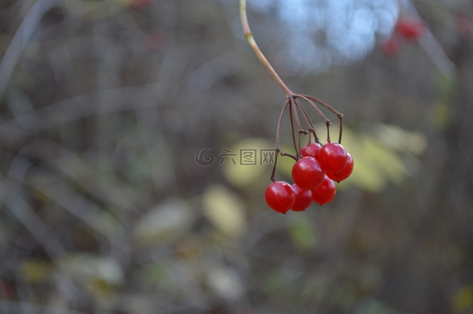 性質(zhì),秋天,紅色