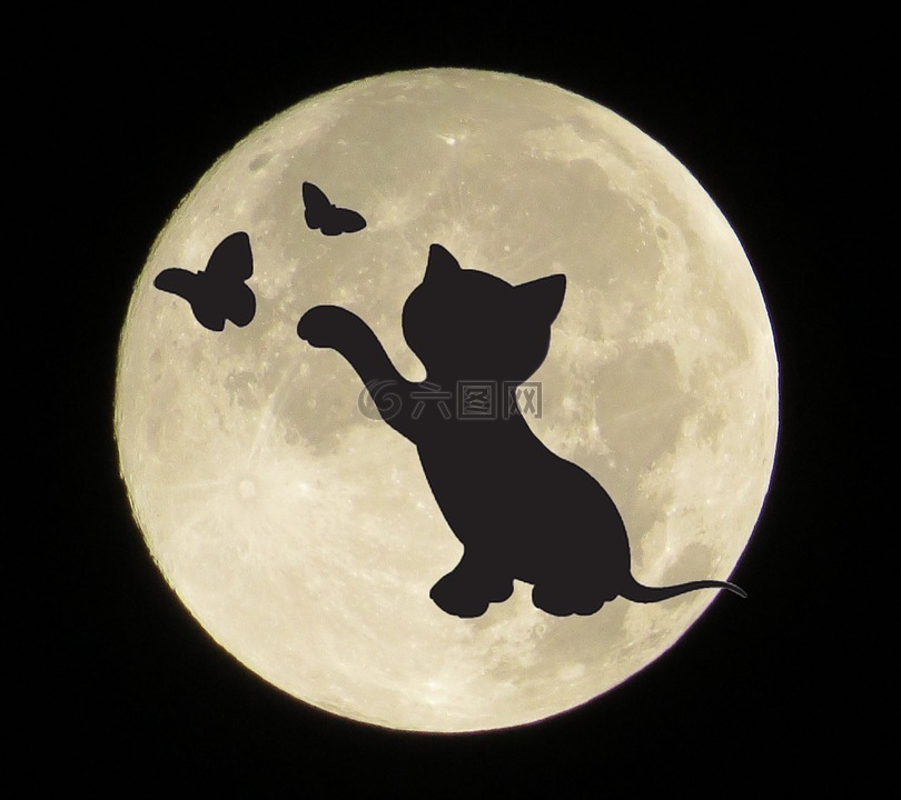 月亮,猫,侧影