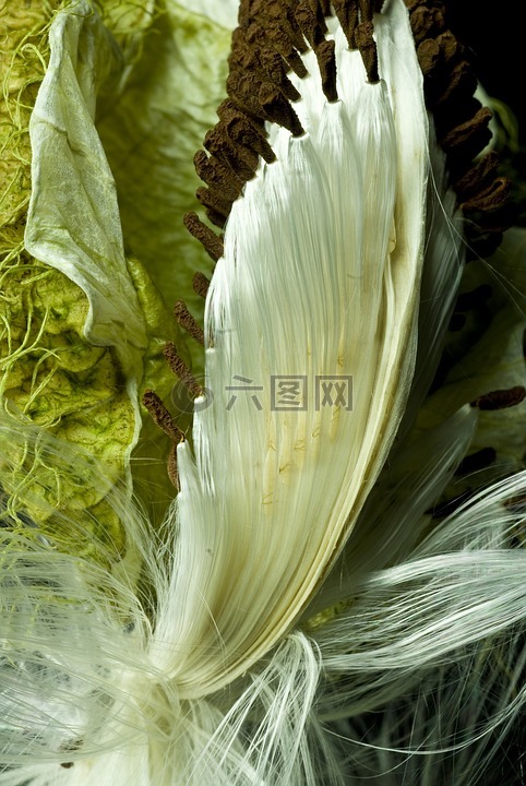 牛蛋,教皇蛋,水果