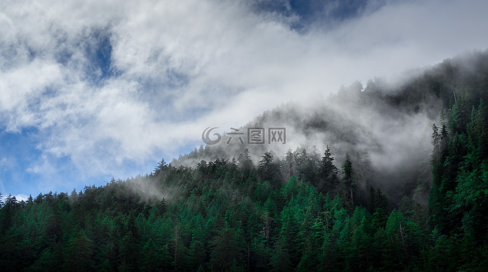 云,针叶树,冷杉