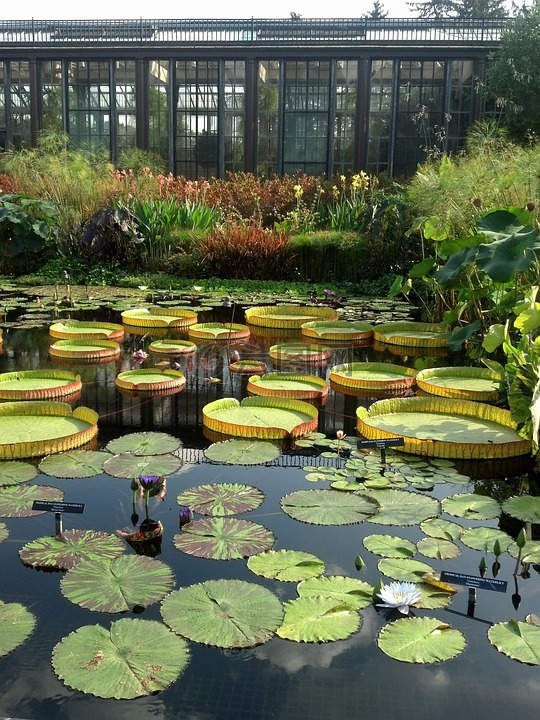 水,花園,自然