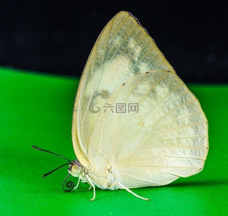 蝴蝶,昆虫