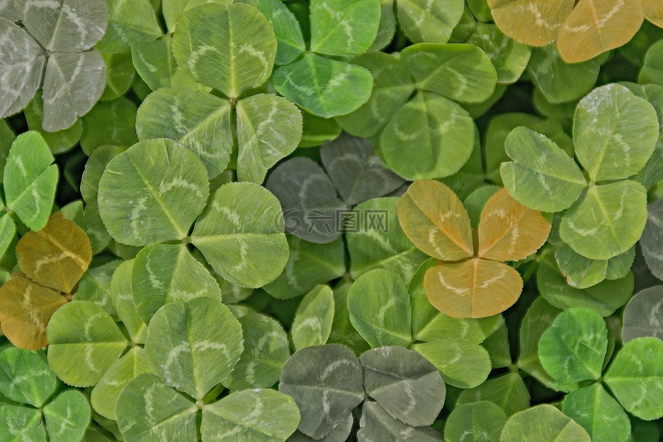 綠色,三葉草,顏色