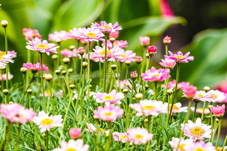 花,花園里的花,雛菊