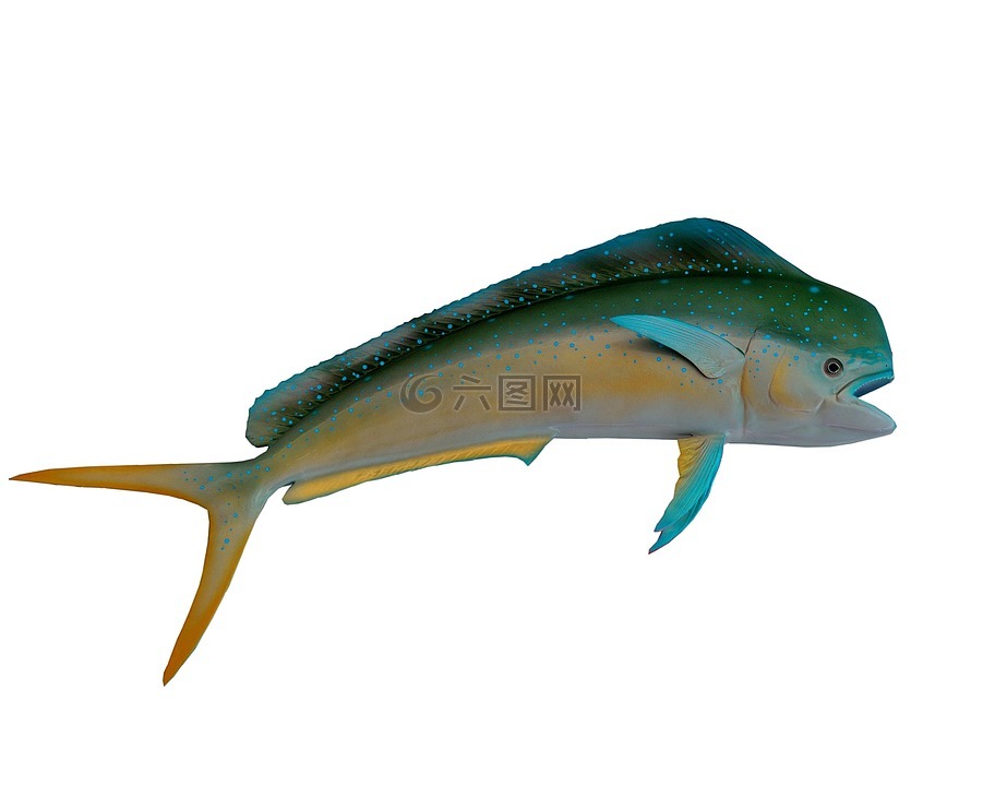 海豚魚,多彩,魚