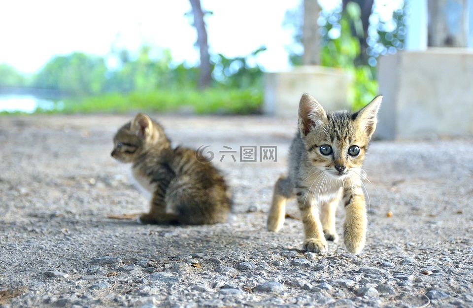 動(dòng)物,貓,一天