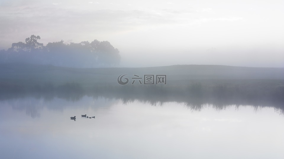 鸭,池,宁静