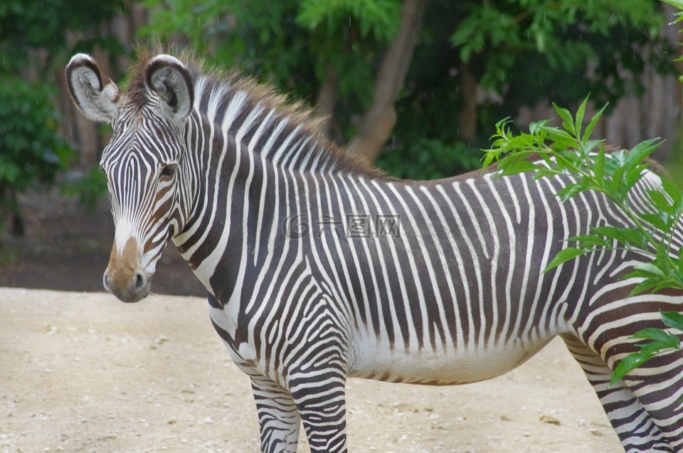 動物園,年輕的斑馬,動物