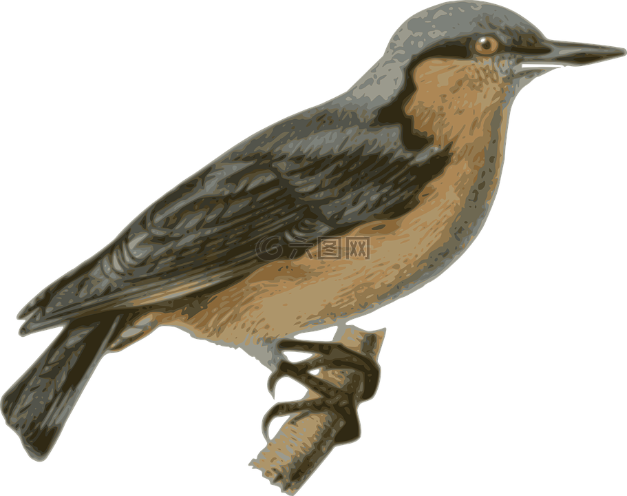 鳥(niǎo),羽毛,動(dòng)物