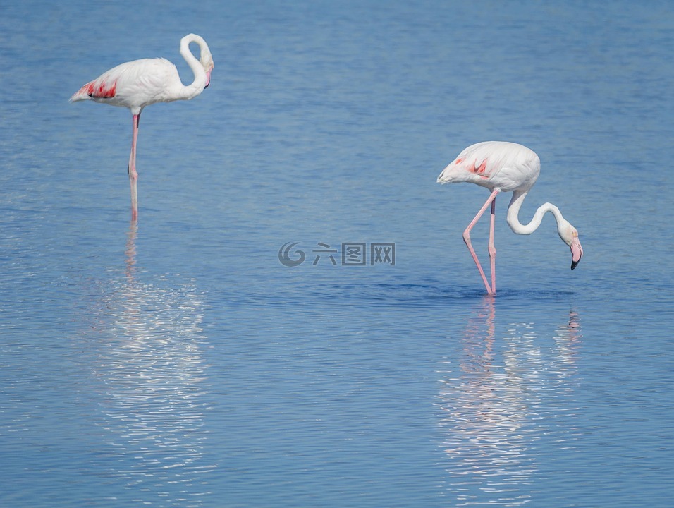 鳥,佛蘭芒,粉紅色