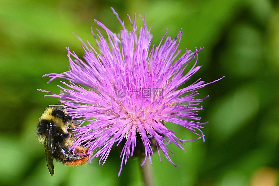 wegdistel,赫梅爾,山的大黃蜂