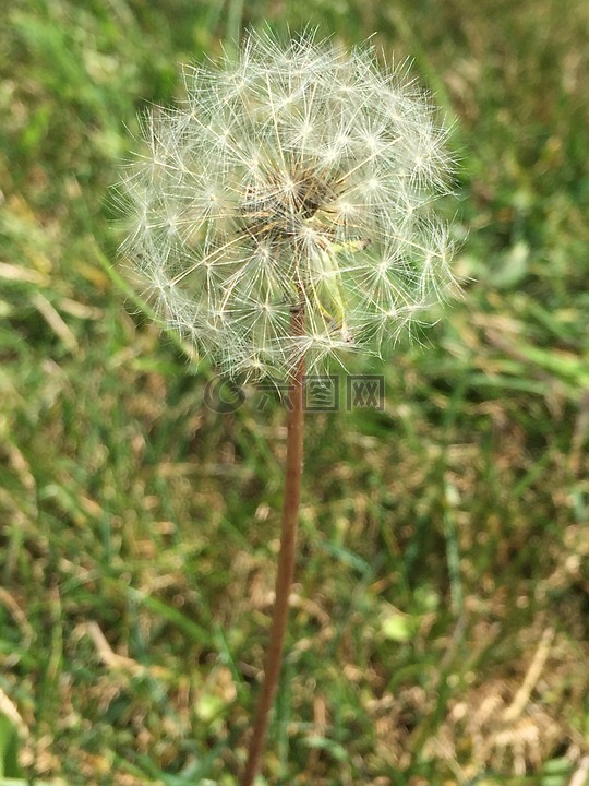 自然,蒲公英,夏天