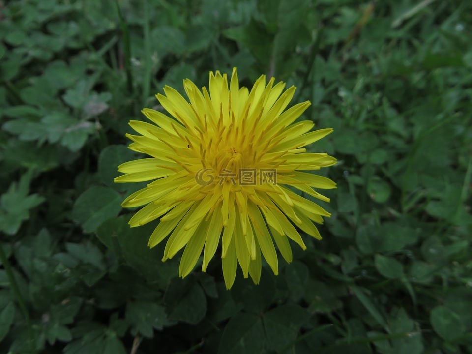 性質(zhì),花,廠