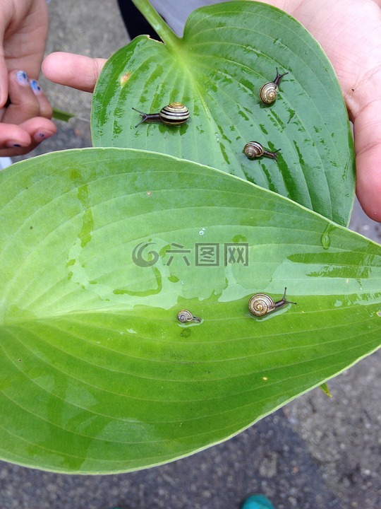 蝸牛,雨,葉子