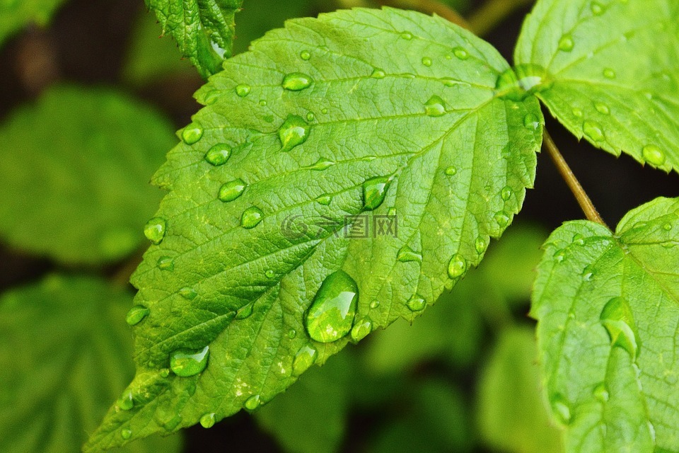 滴水滴,樹(shù)莓葉,綠色