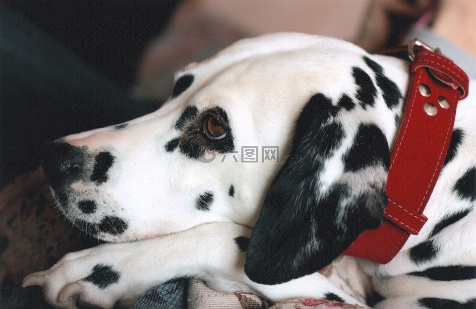 dalmatian,狗,肖像