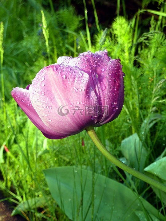 花,郁金香,粉色