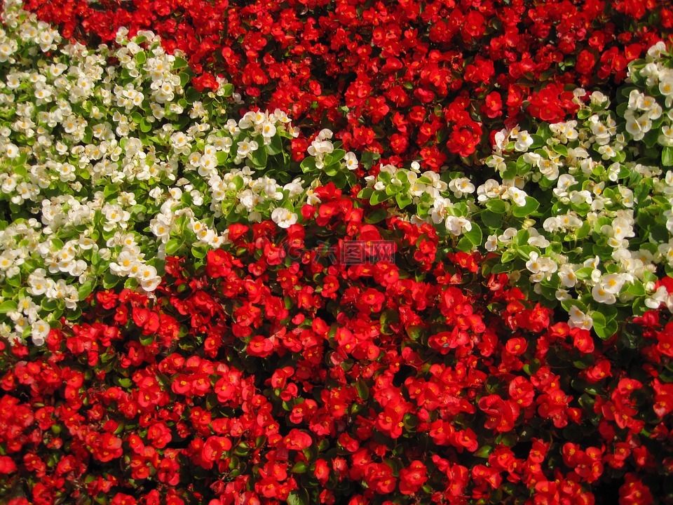 鲜花,背景,颜色