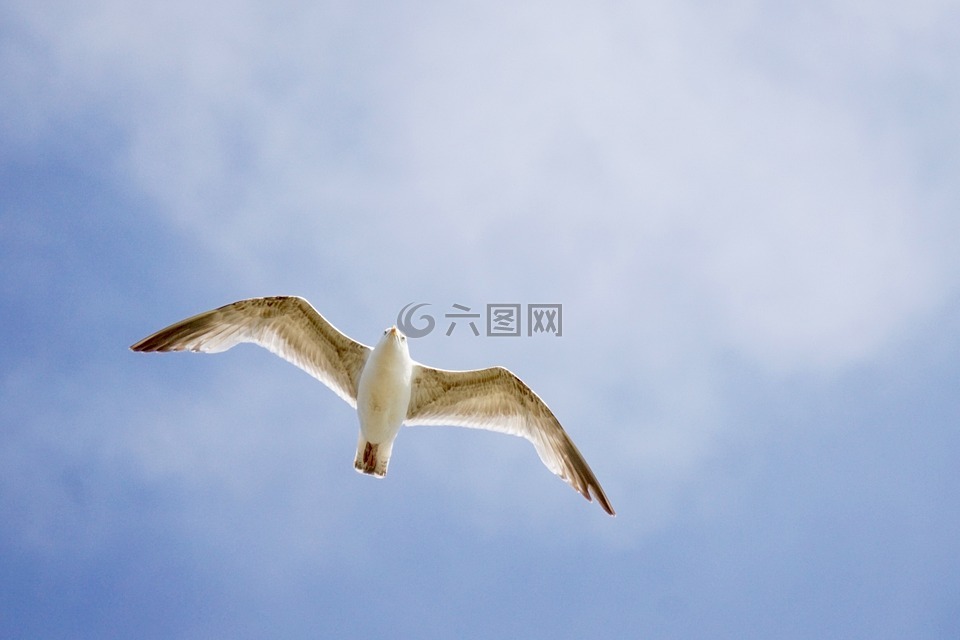 海鷗,鳥,從底部