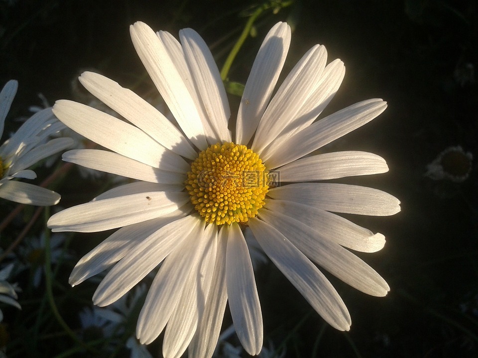 雛菊,花,花園