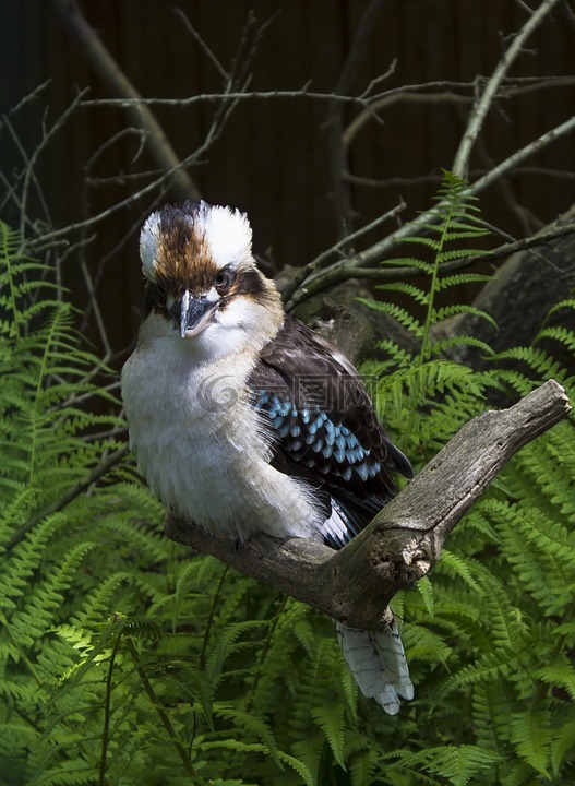 動物園,鳥,動物