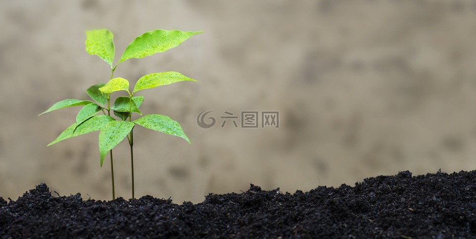 荔枝,植物,生態(tài)