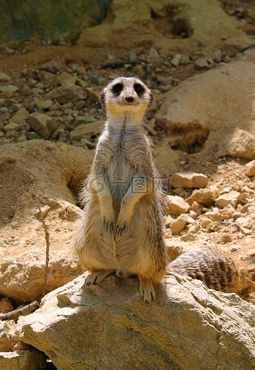 surzkata,動物園,性質(zhì)