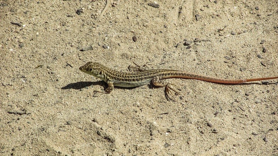 蜥蜴,acanthodactylus schreiberi,爬行動物