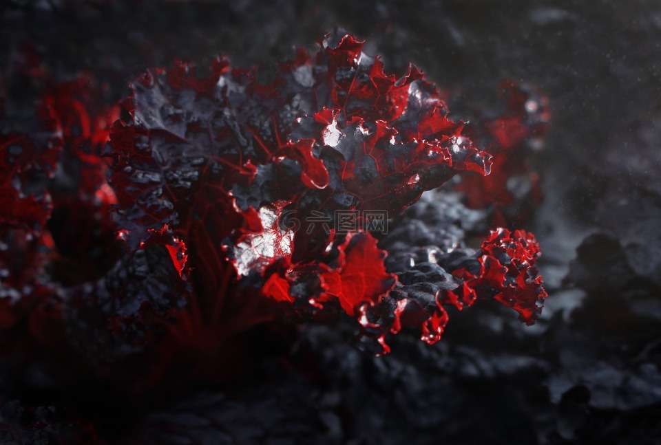生菜,紅生菜,背景