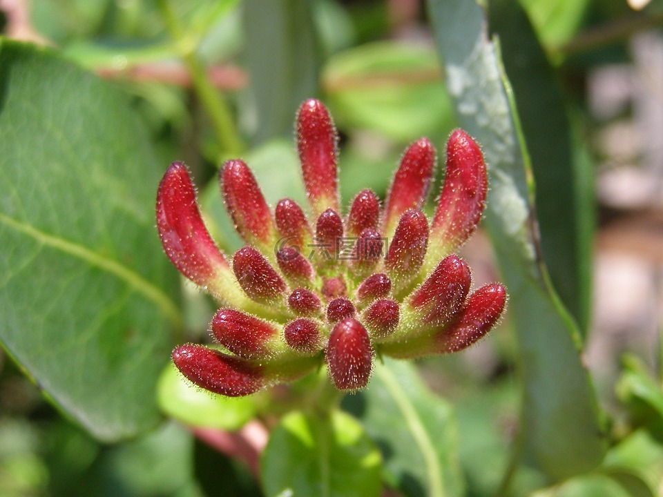 廠,性質(zhì),帶紅色