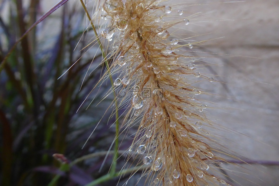 水滴,雨水,植物
