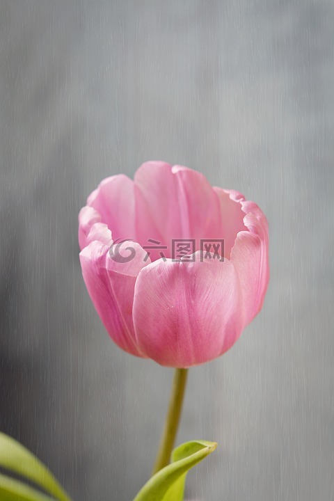 花,郁金香,開(kāi)花