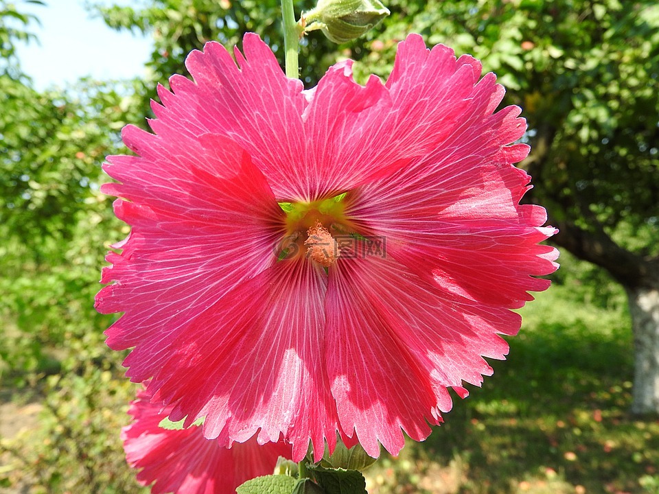锦葵,花,开花