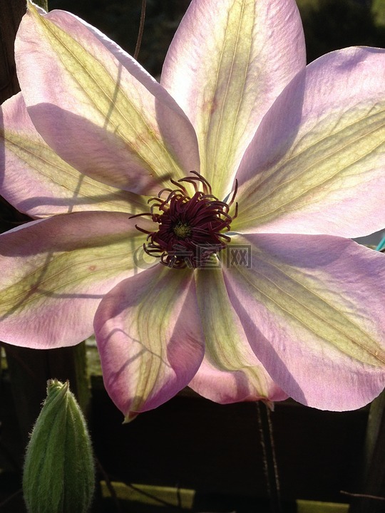 花,铁线莲,性质