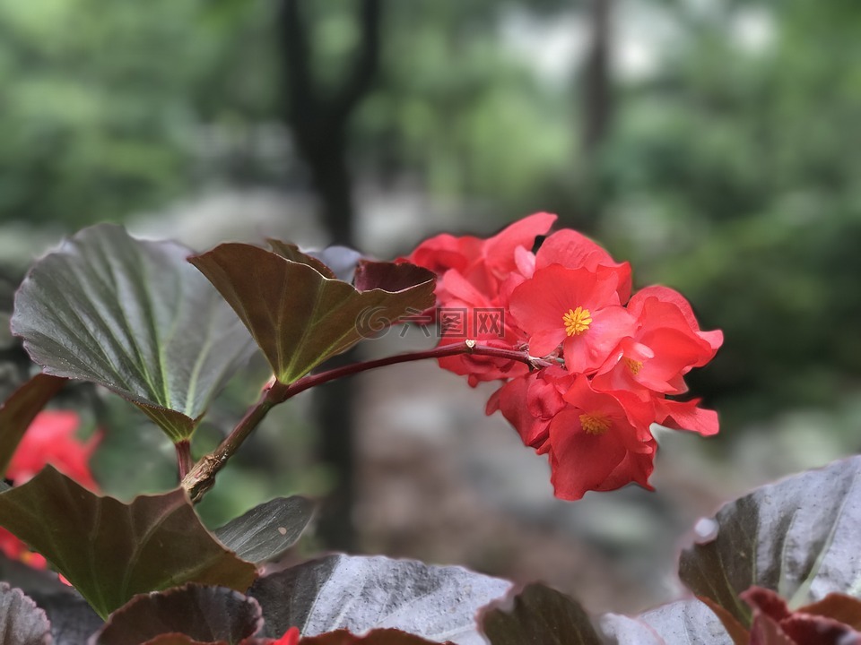 紅色的花,肖像,女孩