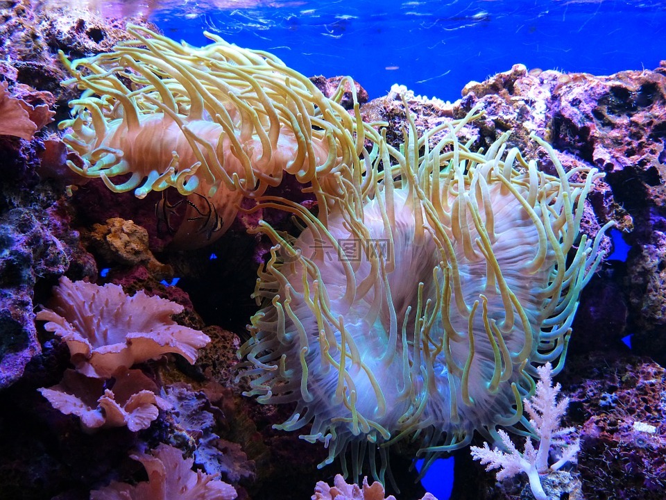 海葵,水族館,睡蓮