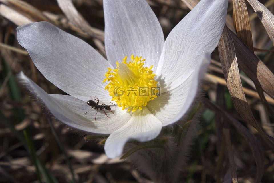 花,螞蟻,特寫