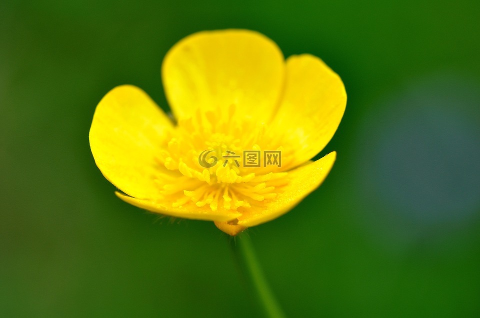 毛茛,廠,野草