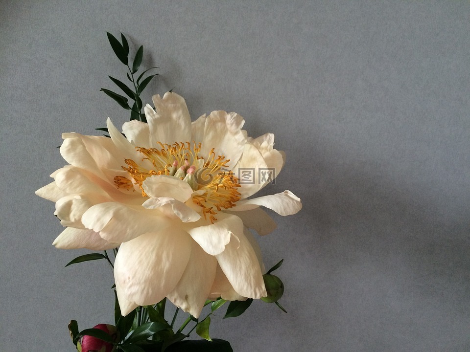牡丹,花,花的